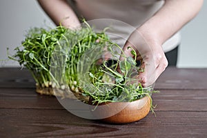 A woman cuts micro greens with scissors. Microgreen pea shoots in bowl on wooden table