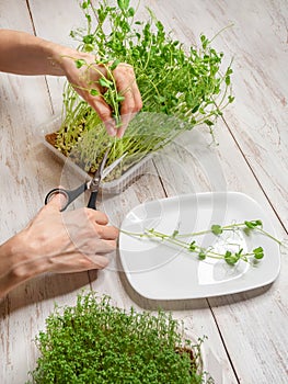 Woman cuts off micro greens with scissors