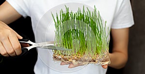 A woman cuts off a sprouted micro green wheat with scissors