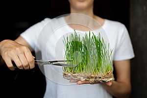 A woman cuts off a sprouted micro green wheat with scissors