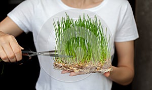 A woman cuts off a sprouted micro green wheat with scissors