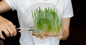 A woman cuts off a sprouted micro green wheat with scissors
