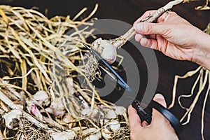 Woman cuts roots from fresh garlic plants