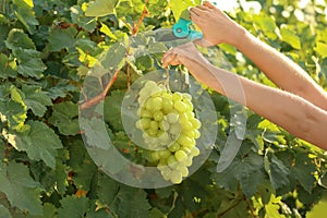 Woman cutting bunch of fresh ripe juicy grapes with pruner