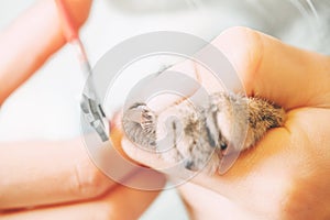 Woman cutting claws of cat.