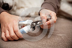 Woman cutting dog claw nails with a nail clipper tool, manicure at home