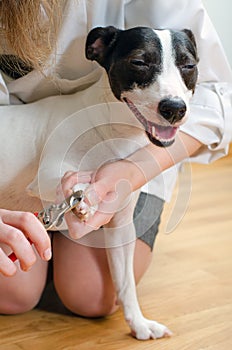 Woman cutting dog claws