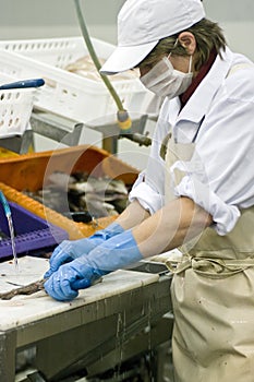 Woman cutting fish fillets