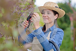 woman cutting flower stem with pruning shears