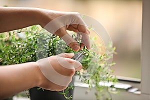 Woman cutting fresh homegrown thyme on windowsill