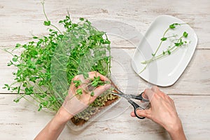 Woman cutting fresh micro green on white wooden background