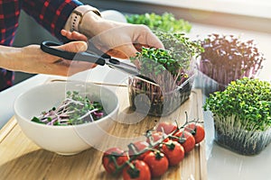 Woman cutting fresh microgreens for salad bowl photo