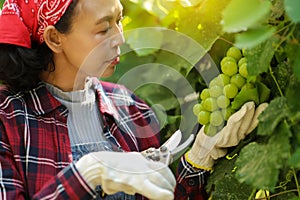 Woman cutting green grapes with pruning shears in the morning. Farmer grape harvesting in vineyard concept