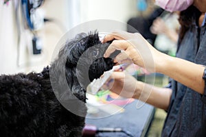 Woman are cutting hair a black dog