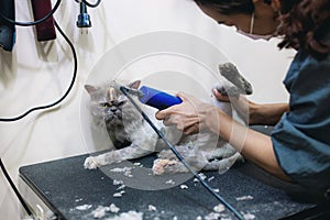 Woman are cutting hair a cat