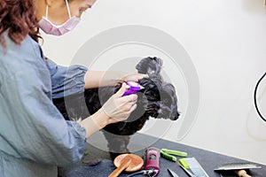 Woman are cutting hair a dog on table