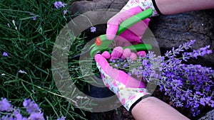 Woman cutting lavender flowers with pruning shears in her garden. Summer herbal harvest and gardening