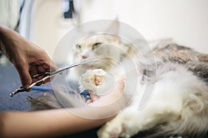 Woman cutting nail cat