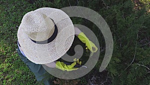 Woman cutting off dead branches of thuja