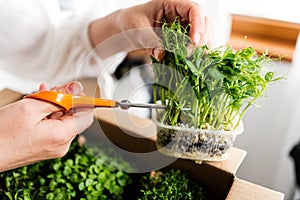 Woman cutting pea sprouts