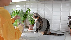 Woman cutting potted greenery dill on kitchen at home, playing with cat sitting near.