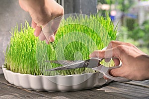 Woman cutting sprouted wheat grass, closeup