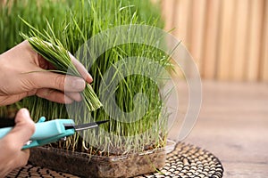 Woman cutting sprouted wheat grass with pruner at table, closeup