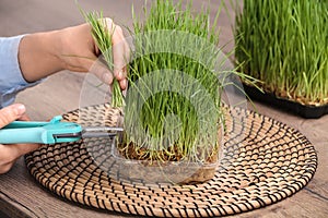 Woman cutting sprouted wheat grass with pruner at table