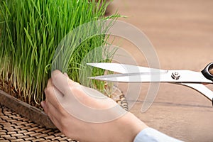 Woman cutting sprouted wheat grass with scissors at table