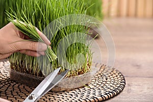 Woman cutting sprouted wheat grass with scissors at table, closeup