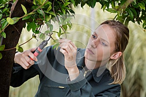 woman cutting tree in garden