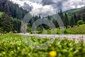 Woman cycling in beautiful nature forest through a flock of sheep