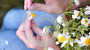 Woman daisy field. Female hands are tearing off petals of the daisy flower. Fortune-telling on a chamomile love not love