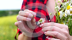 Woman daisy field. Female hands are tearing off petals of the daisy flower. Fortune-telling on a chamomile love not love