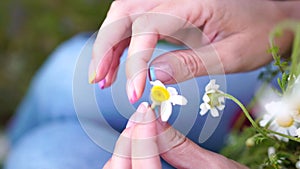 Woman daisy field. Female hands are tearing off petals of the daisy flower. Fortune-telling on a chamomile love not love