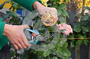 A woman is deadheading, removing faded rose flowers using pruning shears to encourage new further blooms