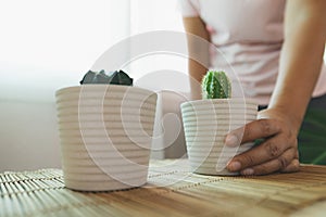 Woman decorating the house with cactus in the pots.