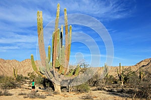 A woman demonstrates the incredible height of the large Elephant Cardon cactus or cactus Pachycereus pringlei, Baja
