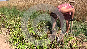 Woman dig potato with fork and put in wicker basket