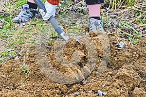 Woman digging soil with garden fork. Gardening and hobby concept. Gardening in the spring