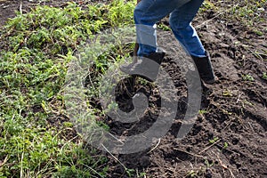 Woman digs beds with carrots in an organic garden. The theme of gardening