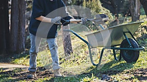 A woman digs up the soil in the garden using shovel cart, spring work preparing the garden for planting