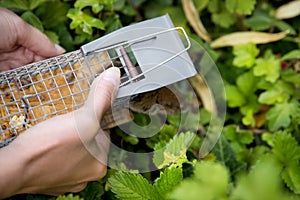 Woman discage a mouse in a live capture mousetrap to the garden