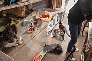 A woman is distributing food to a group of cats in a shelter