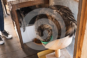 A woman is distributing food to a group of cats in a shelter