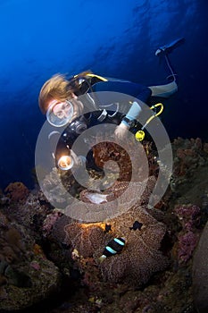 Woman diver above anemone. Indonesia Sulawesi