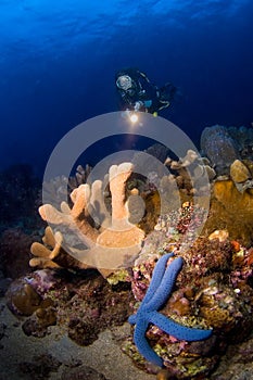 Woman diver pointing above reef. Indonesia Sulawesi