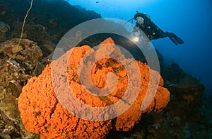 Woman diver pointing light at Caribbean coral