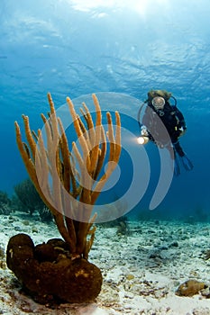 Woman diver pointing light at Caribbean soft coral