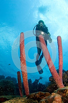 Woman diver pointing light at Caribbean sponge